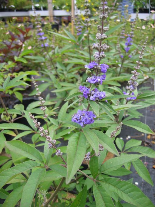 M�nchspfeffer-Vitex agnus castus latifolia